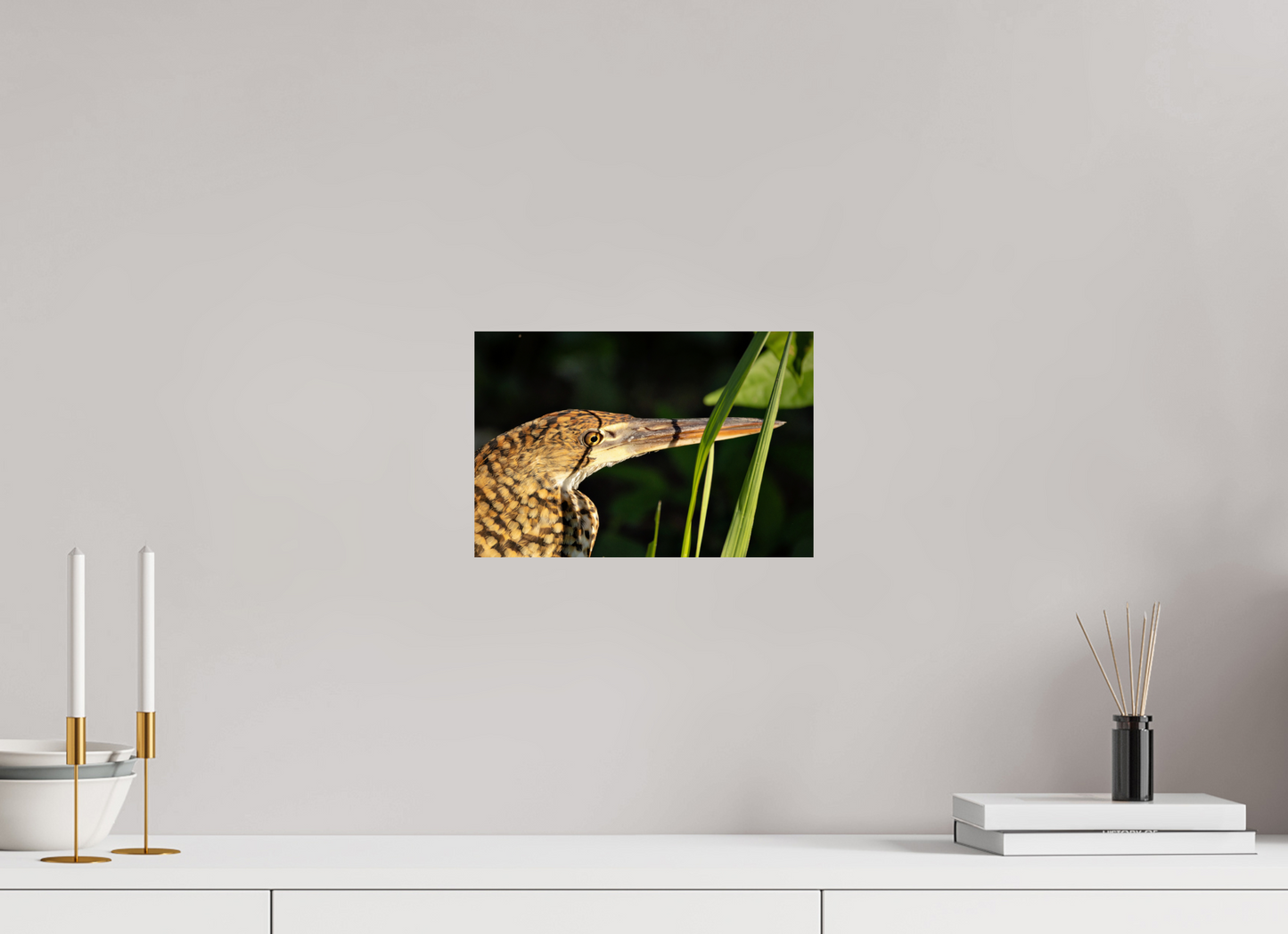 30 x 20 cm, Smooth Glossy tiger heron hunting