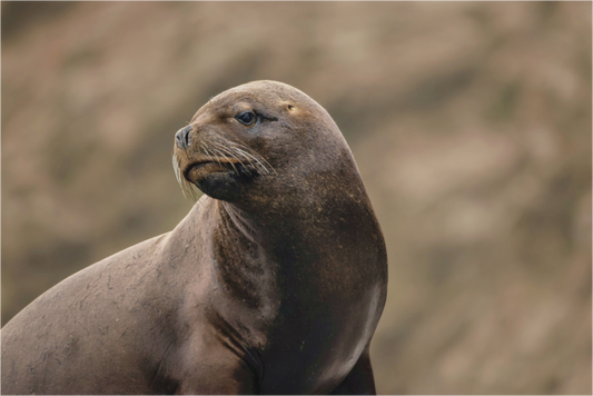 Main image sea lion 3