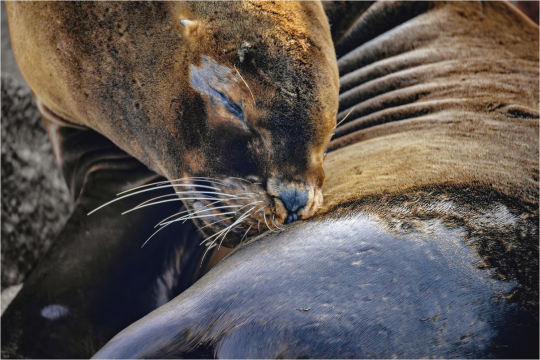 Main image sea lion