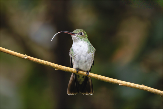 Main image hummingbird12