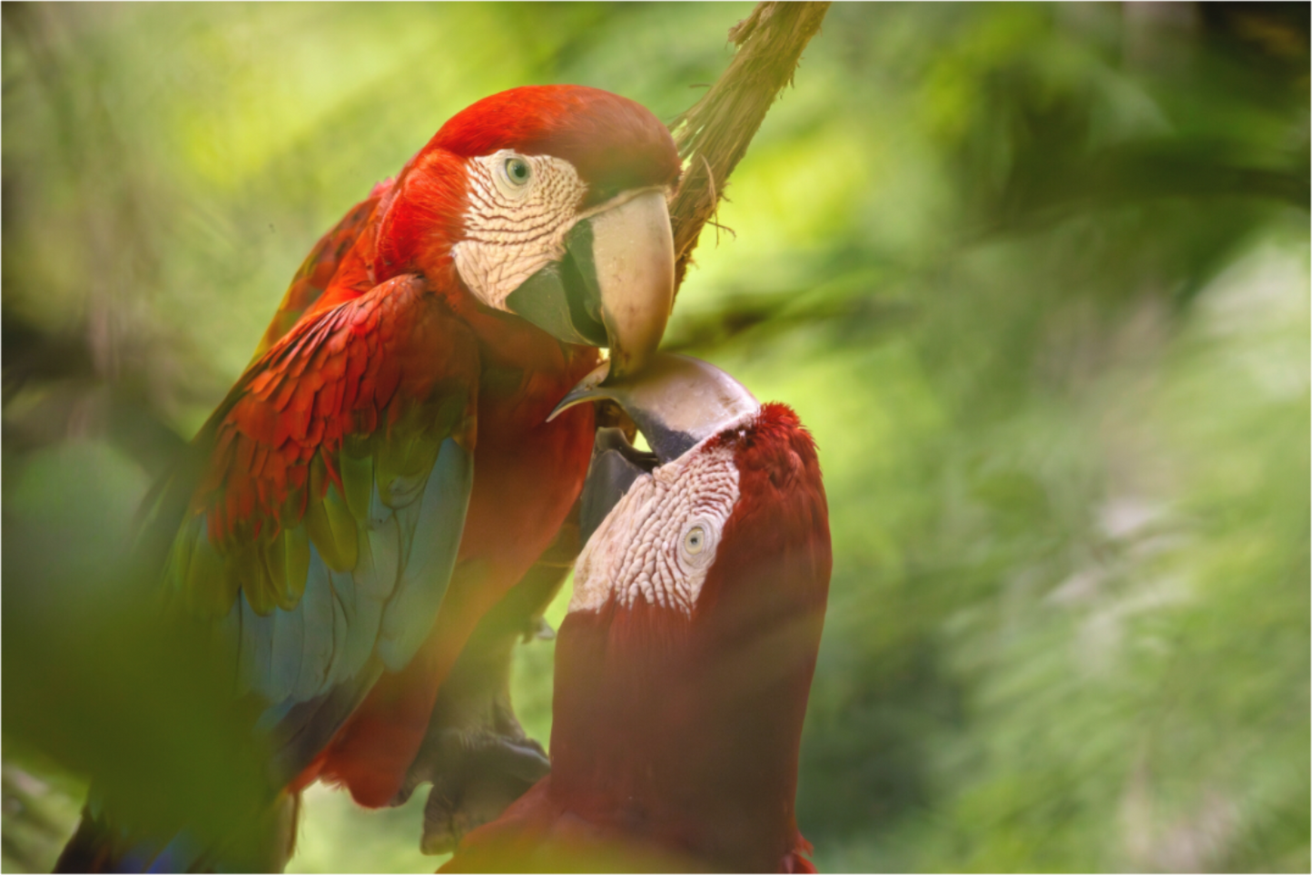 Main image Macaw