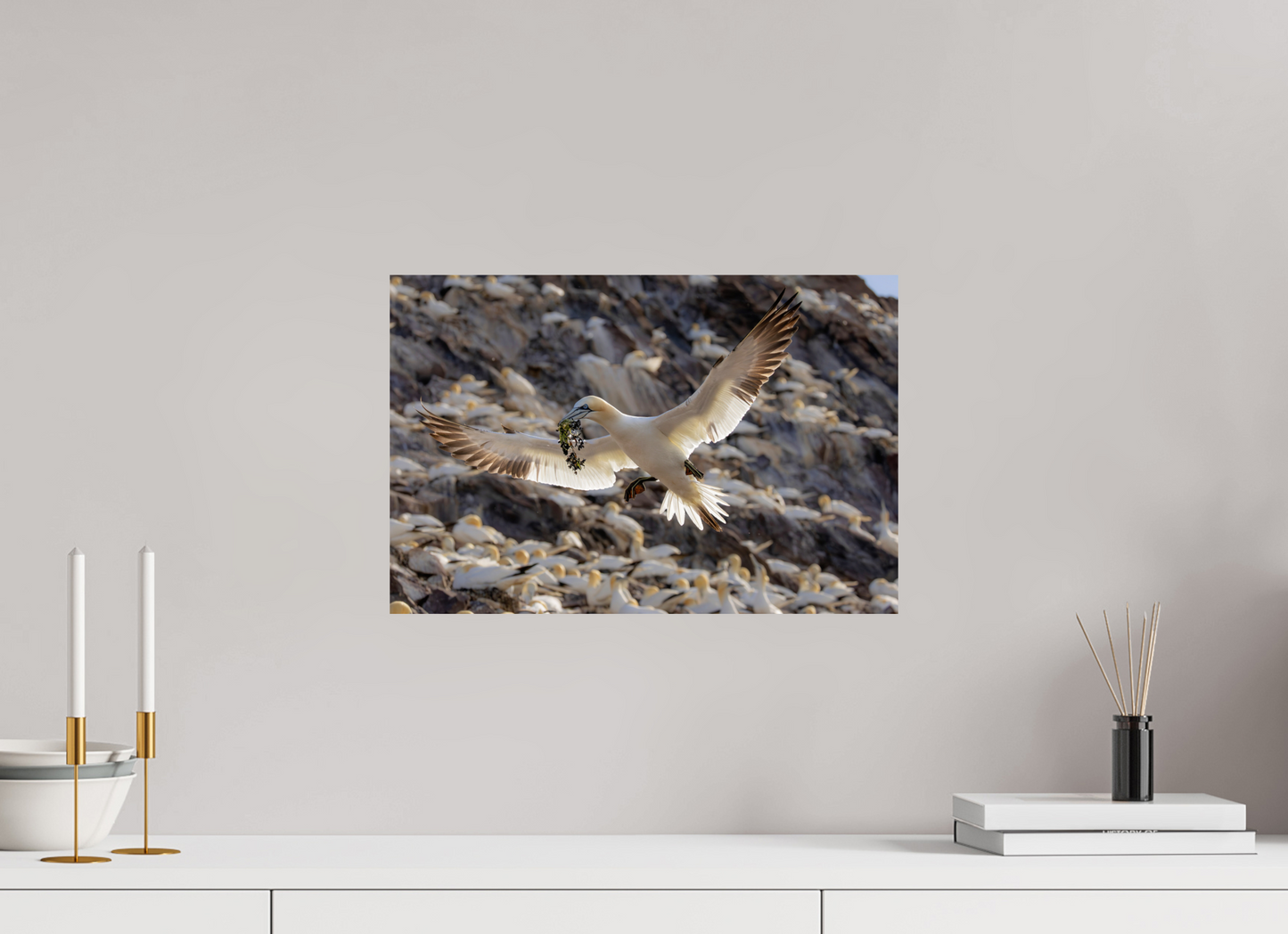 45 x 30 cm, Smooth Glossy Gannet with seaweed