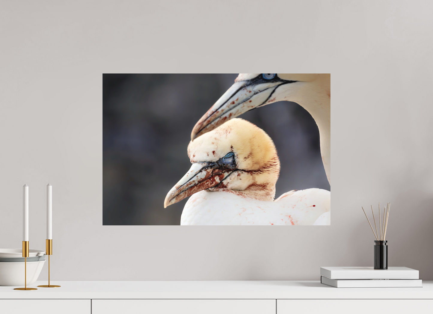60 x 40 cm, Textured Matte Fighting gannets