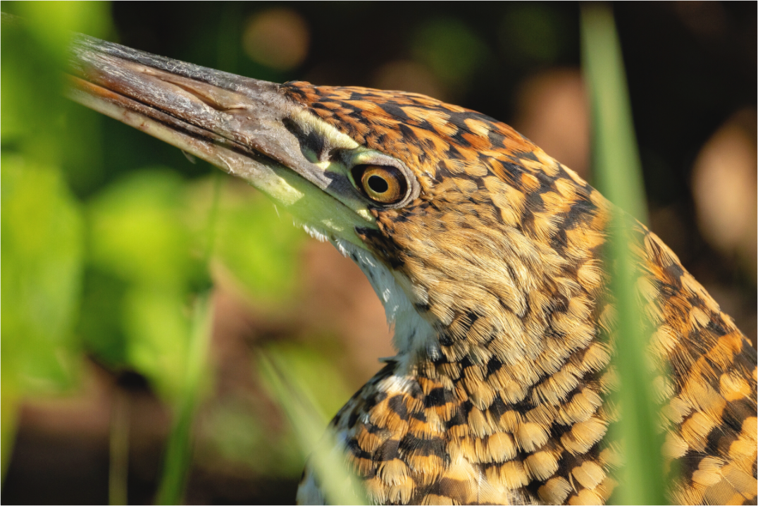 Main image tiger heron hunting 2
