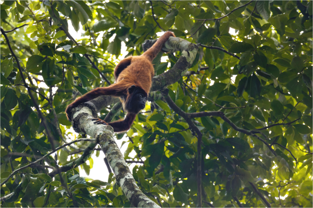 Main image Howler Monkey