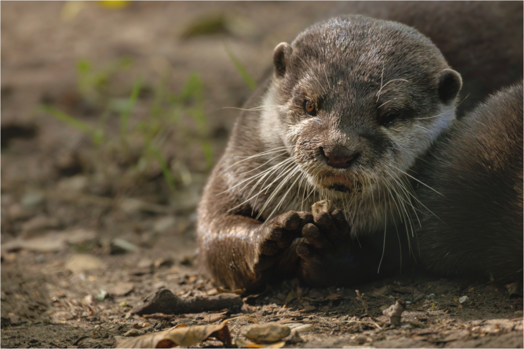 Main image otter3