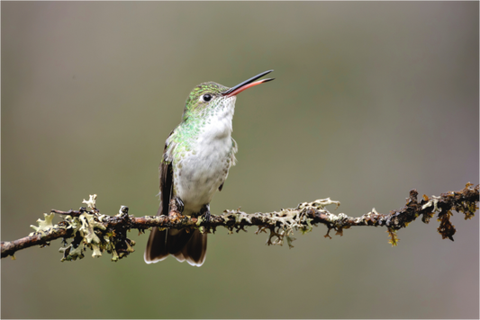 Main image hummingbird 2