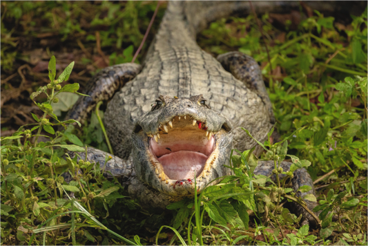 Main image Open Wide