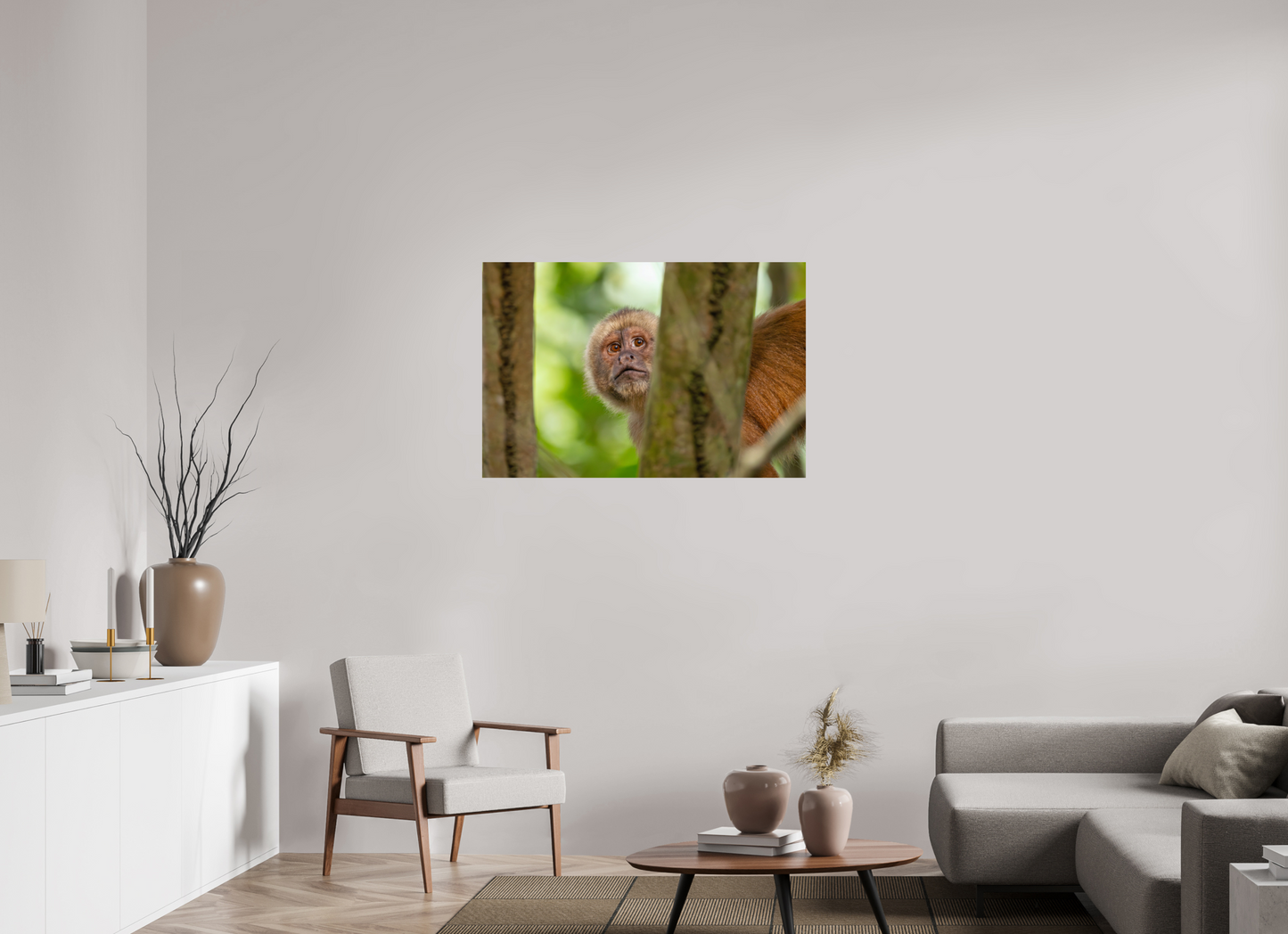 105 x 70 cm, Smooth Glossy Capuchin Monkey