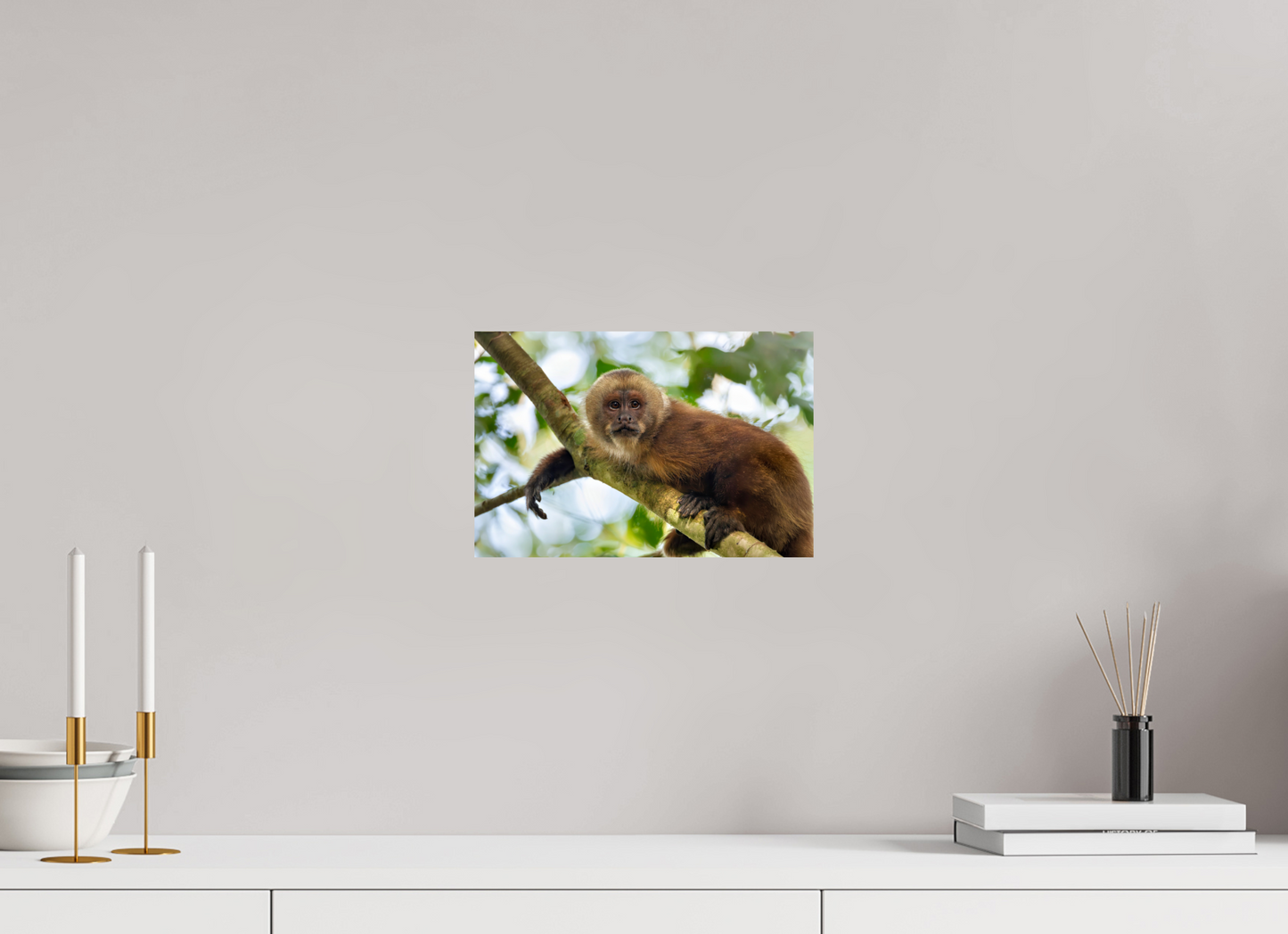 30 x 20 cm, Smooth Glossy Capuchin Monkey2