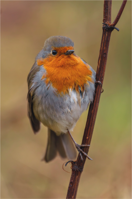 Main image Robin