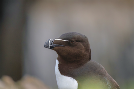 Main image Razorbill