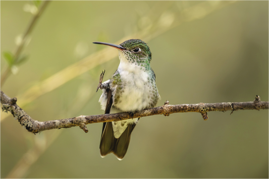 Main image hummingbird14