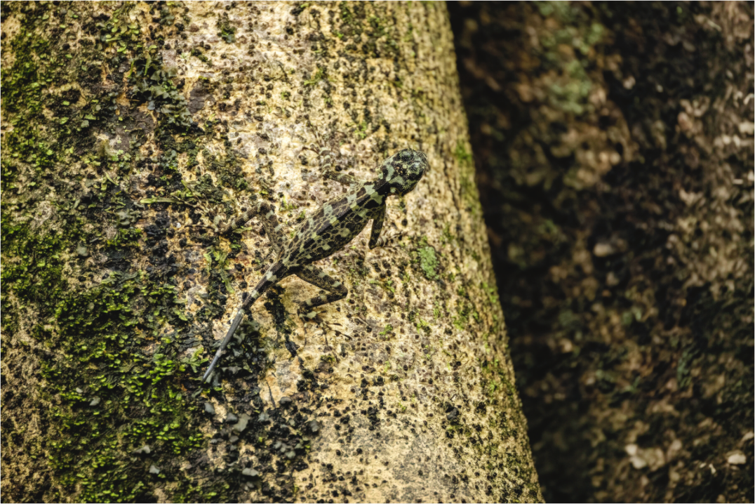 Main image Camoflage
