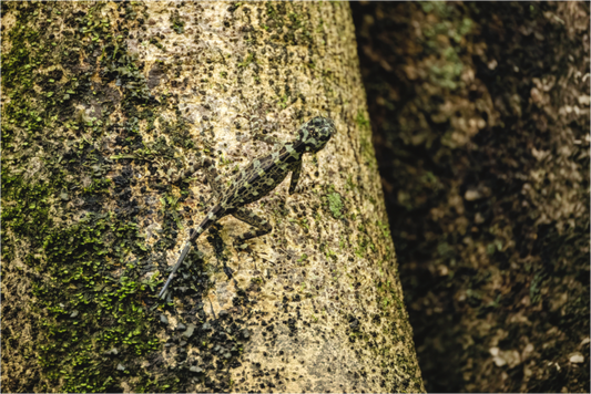 Main image Camoflage