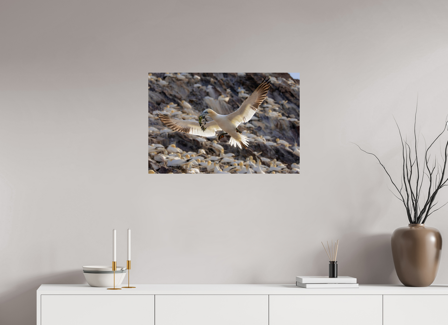 75 x 50 cm, Smooth Glossy Gannet with seaweed