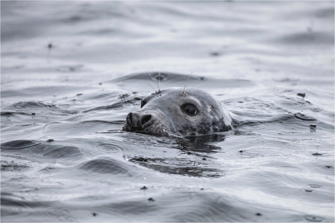 Main image seal