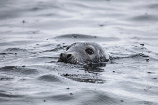 Main image seal