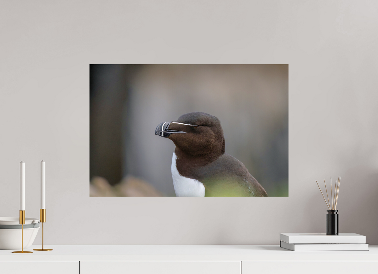 60 x 40 cm, Smooth Glossy Razorbill