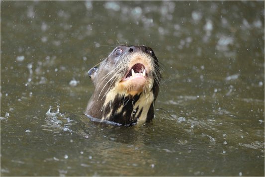 Main image Giant Otter