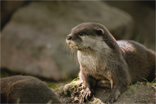 Main image otter.