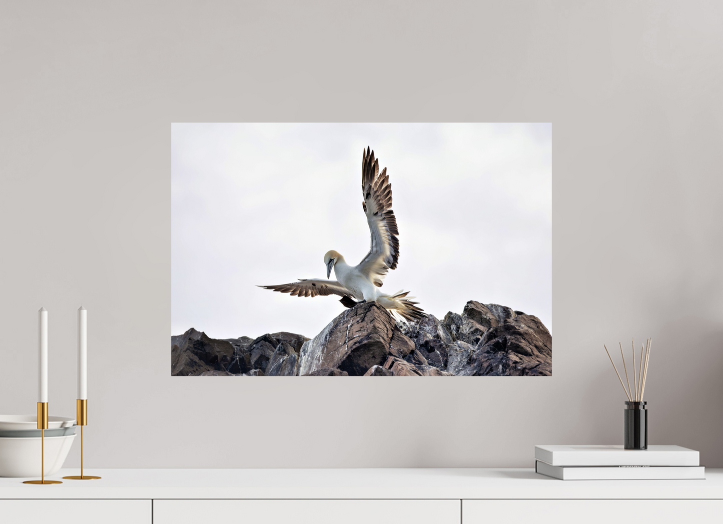 60 x 40 cm, Smooth Glossy gannet landing