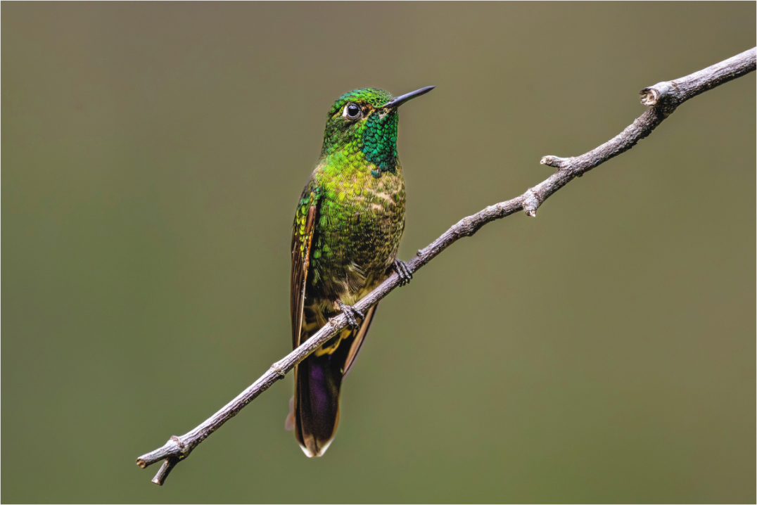 Main image hummingbird5