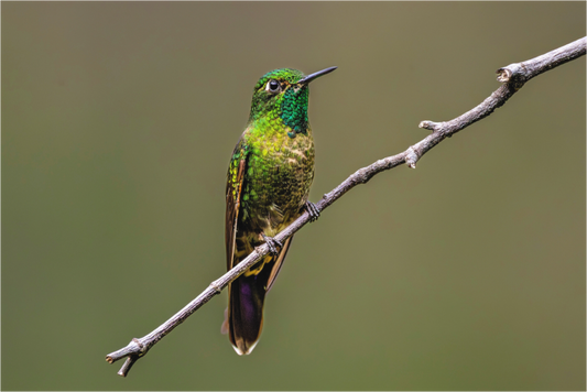 Main image hummingbird5