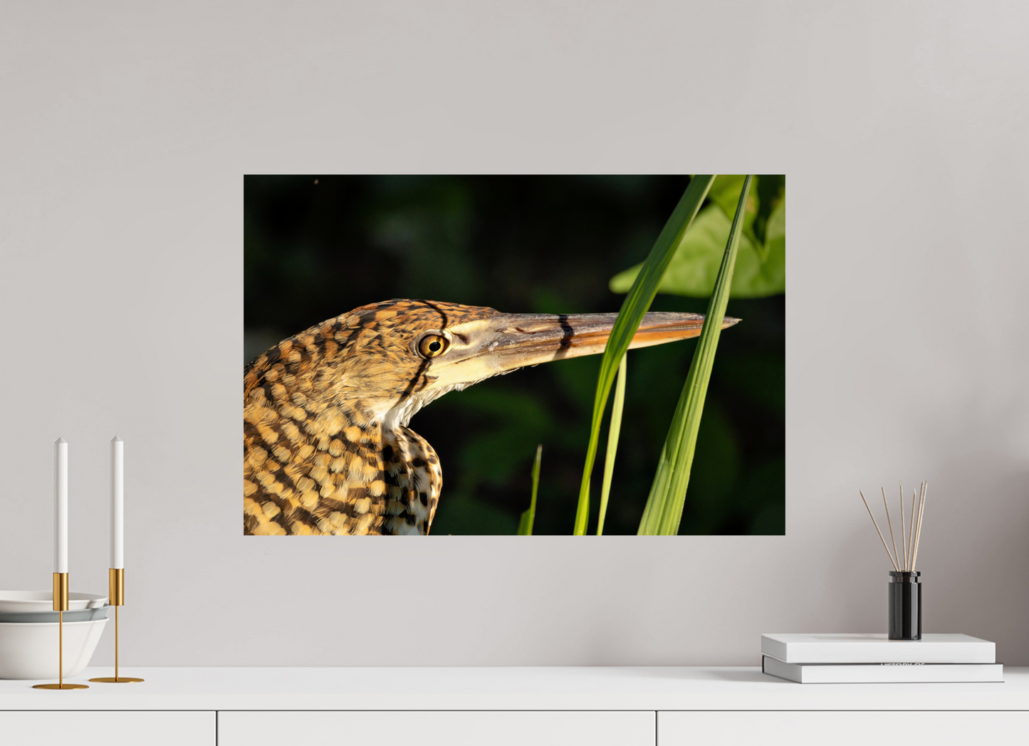 60 x 40 cm, Smooth Glossy tiger heron hunting