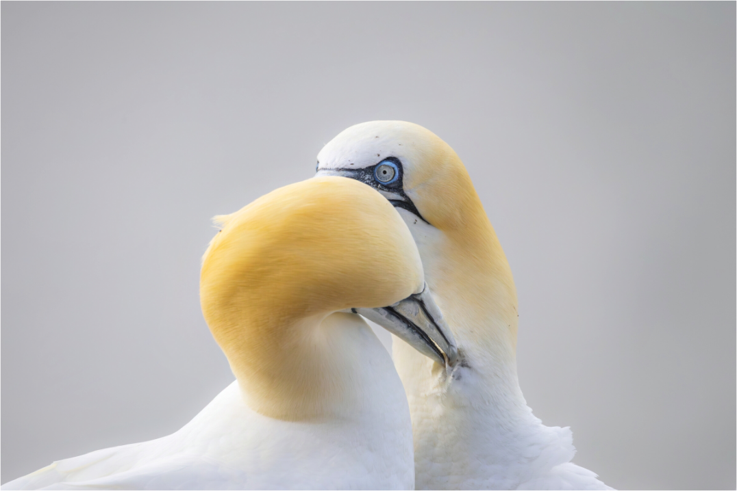 Main image Preening