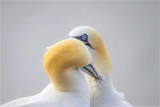 Main image Preening