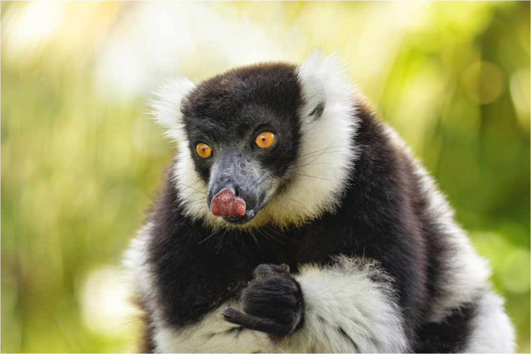 Main image lemur