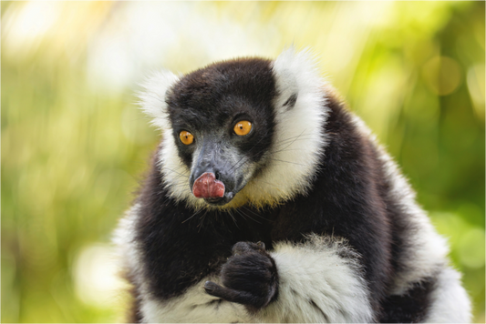 Main image lemur