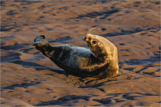 Main image young seal