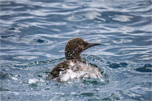 Main image guillemot2