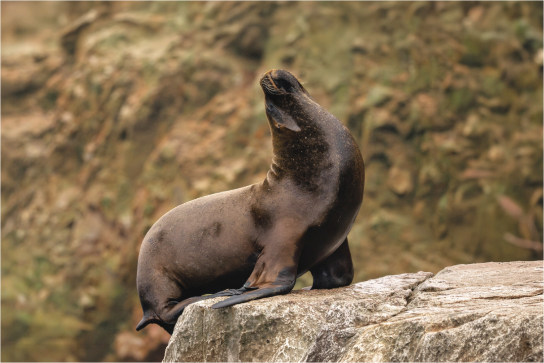Main image sea lion 2