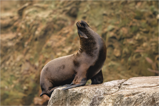 Main image sea lion 2