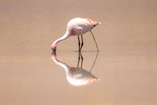 Three Legs?