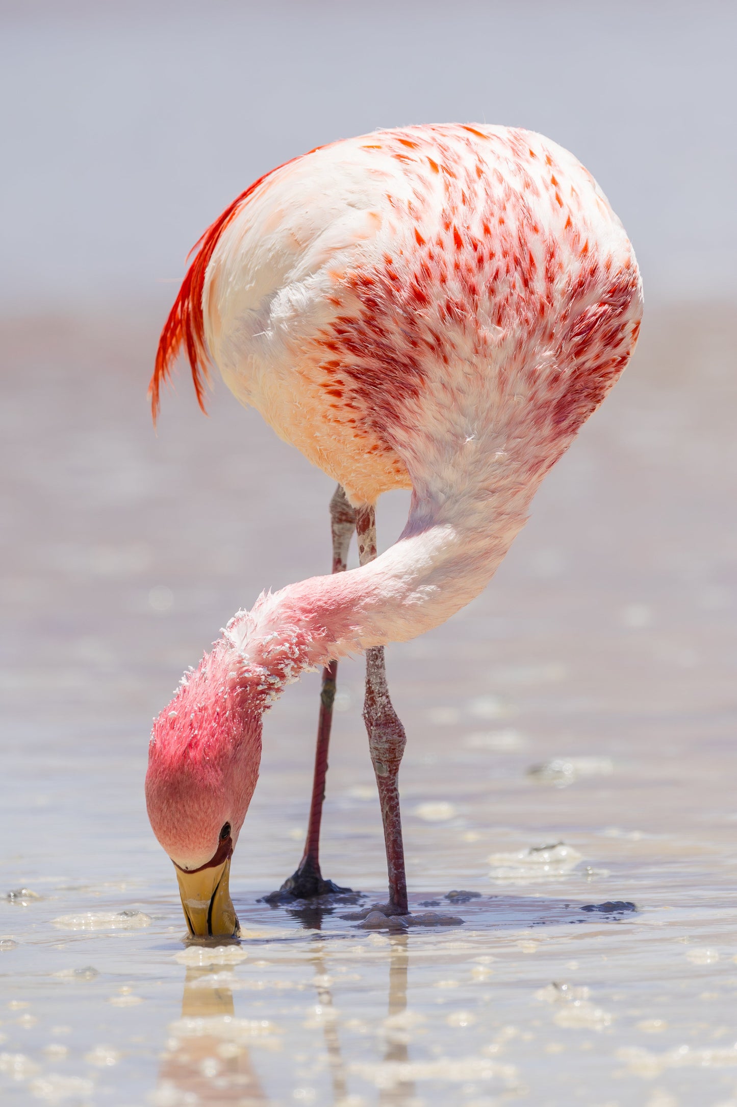 Salt and Feathers