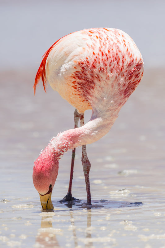 Salt and Feathers