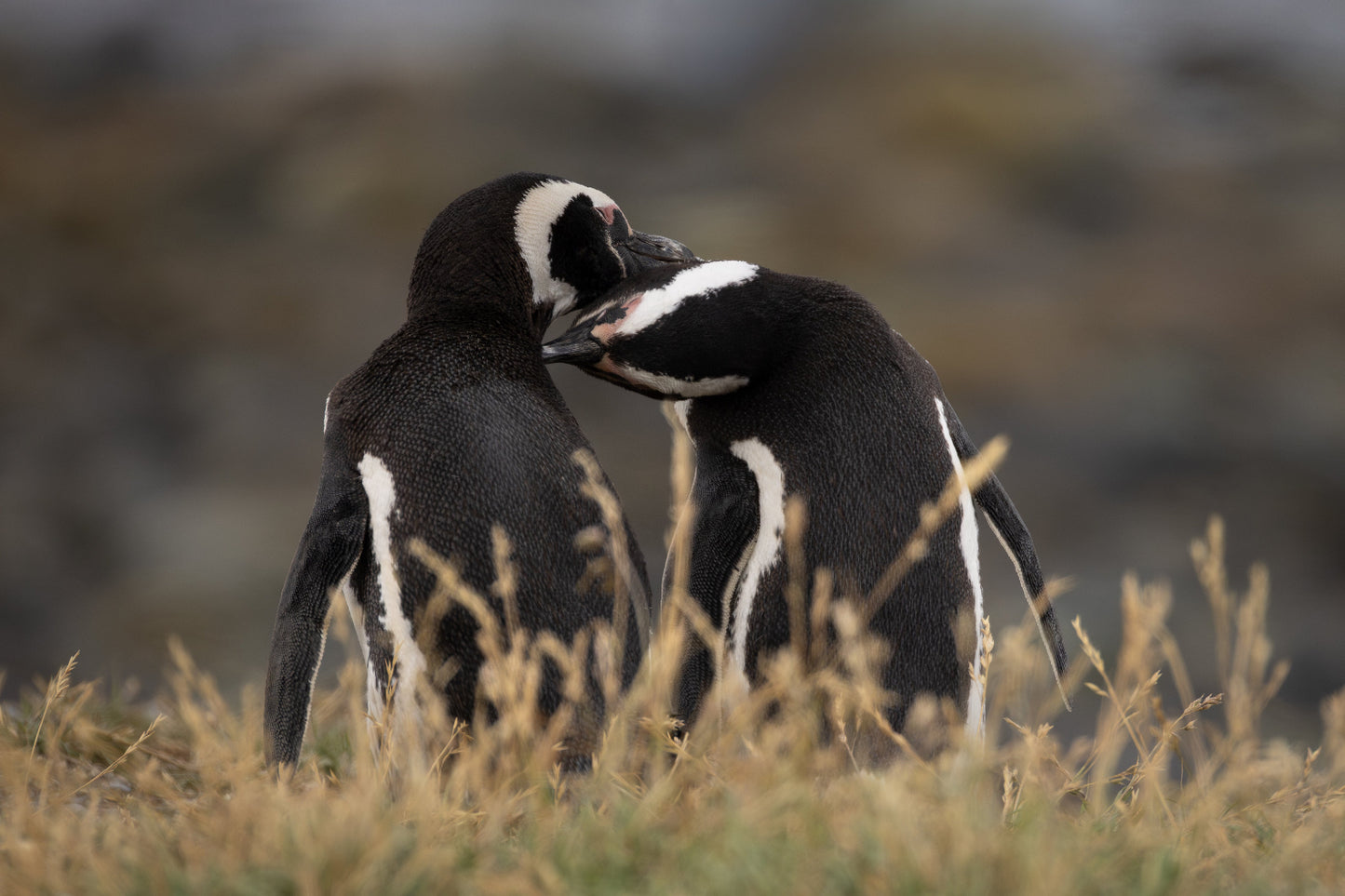 Billing Penguins