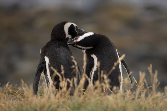 Billing Penguins