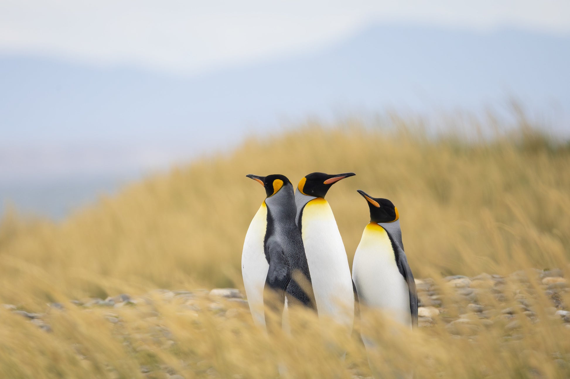 Main image Penguins in the grass