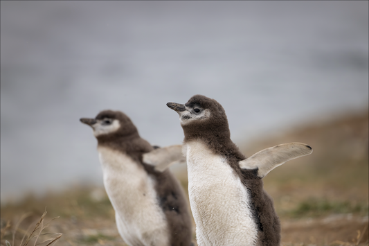 Flightless Birds