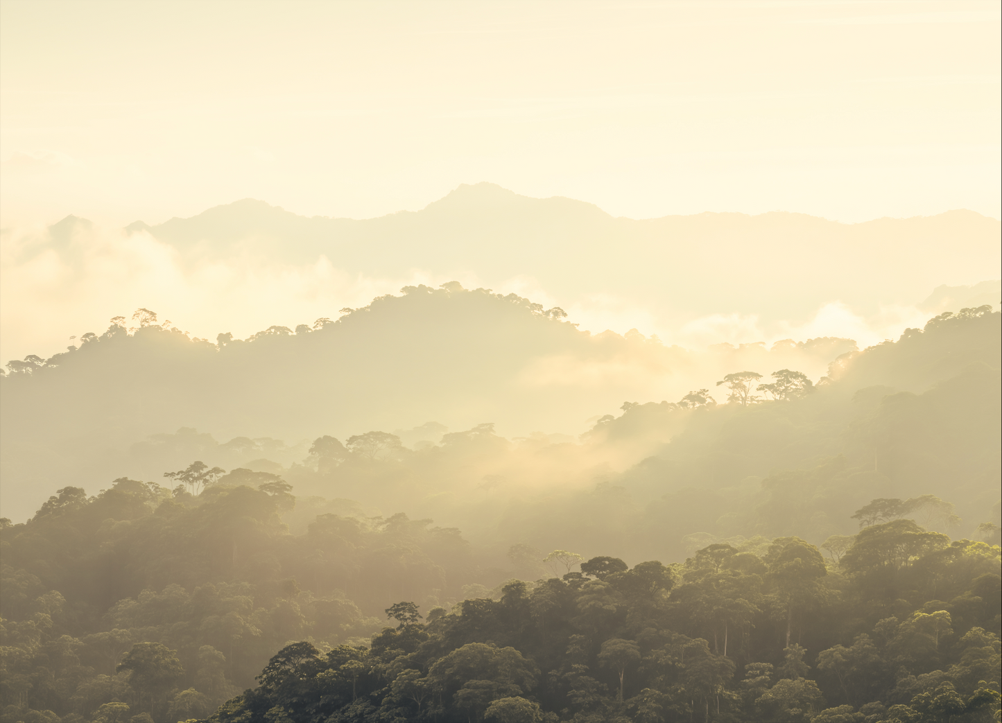 Main image The Madidi