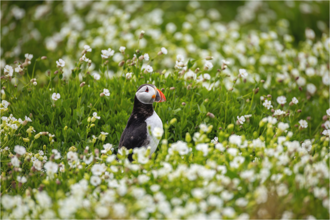 Main image Puffin in Flowers