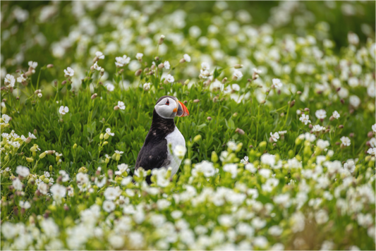 Main image Puffin in Flowers