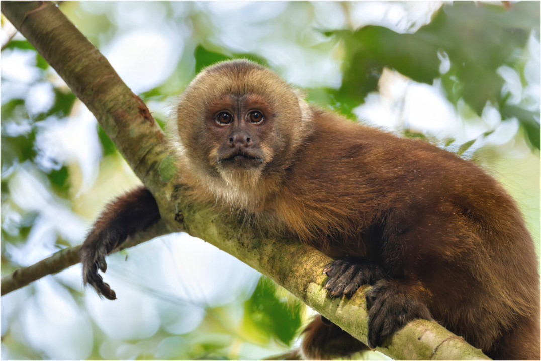 Main image Capuchin Monkey2