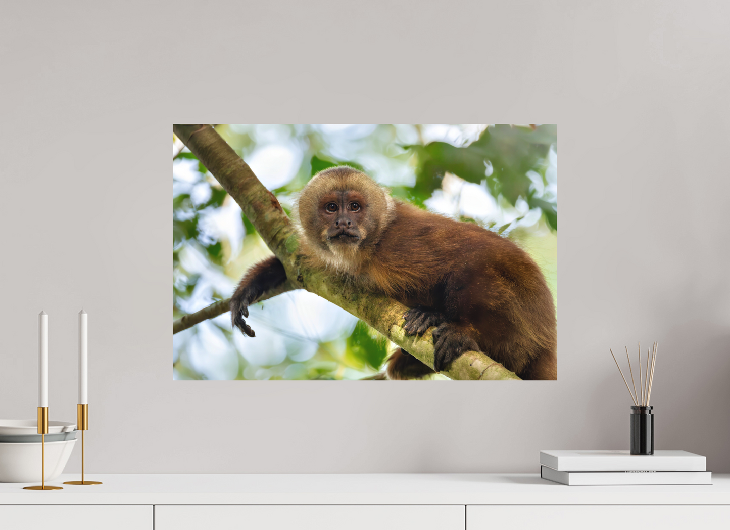 60 x 40 cm, Textured Matte Capuchin Monkey2