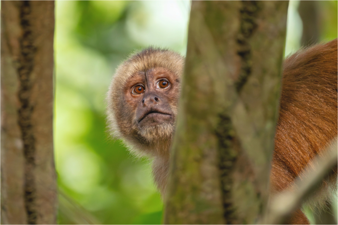 Main image Capuchin Monkey